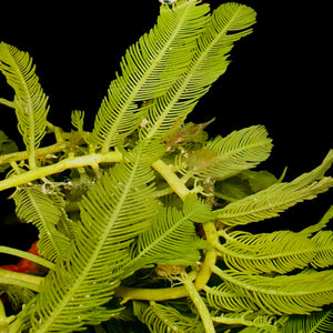 Feather Caulerpa Macroalgae