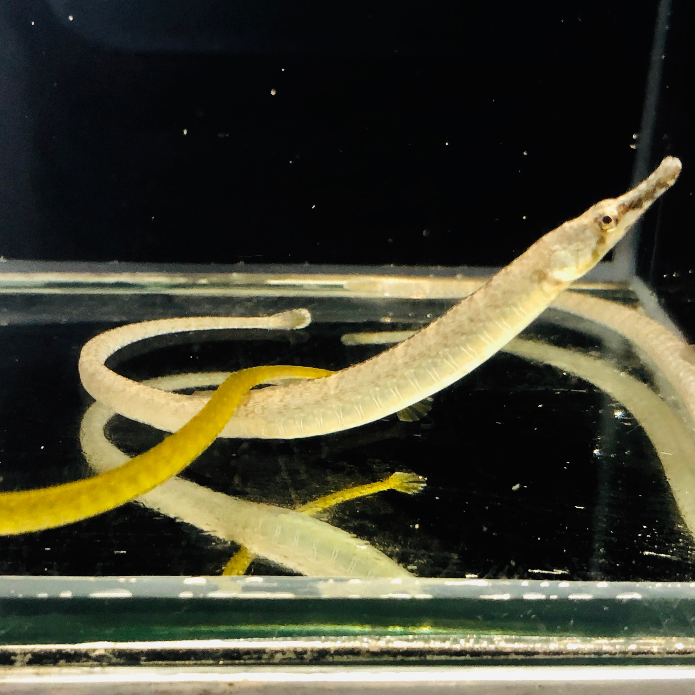 Aquarium Conditioned-Long Nose Pipefish