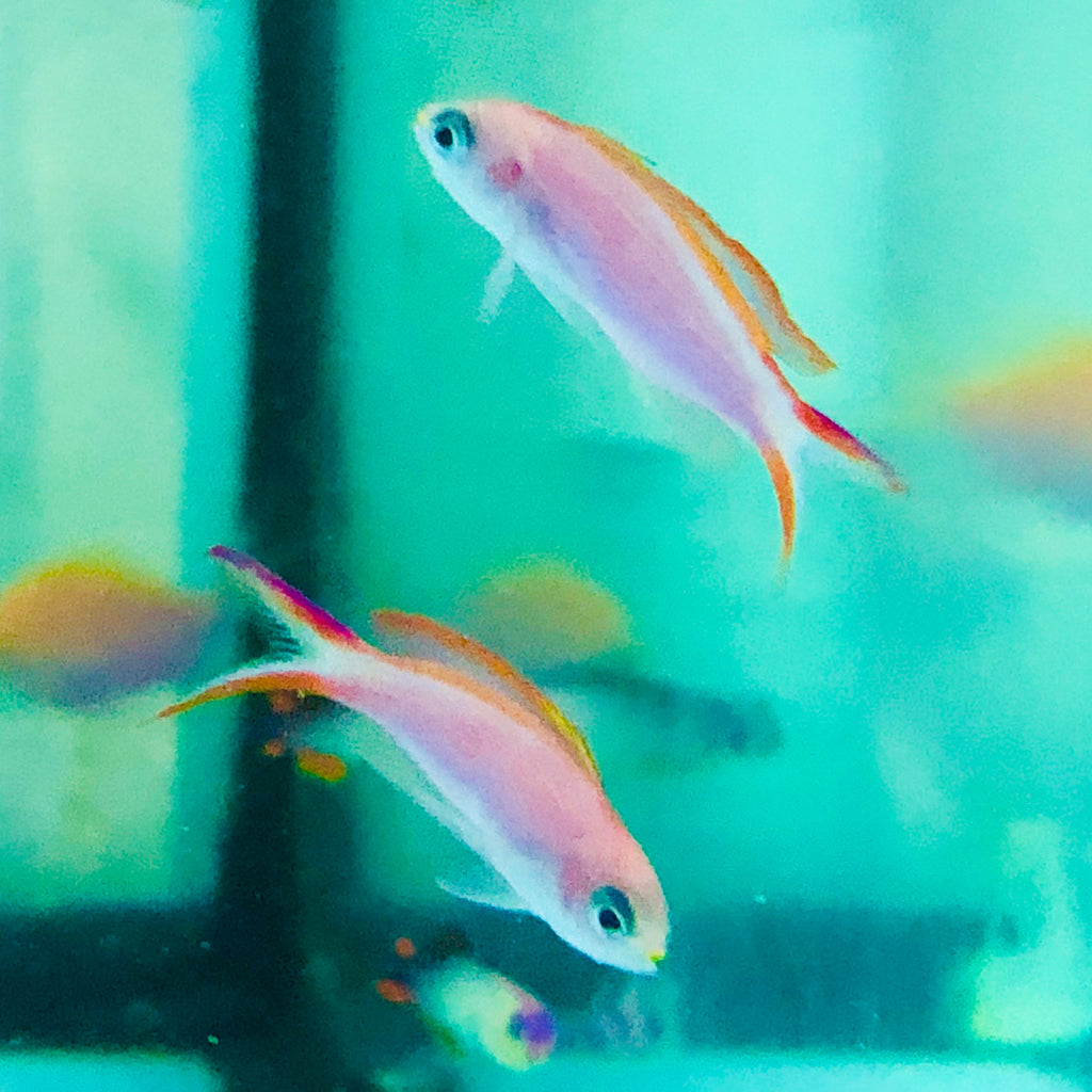 Princess Anthias