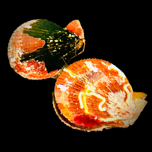 Colored Knobby Mini Scallop (Popular)