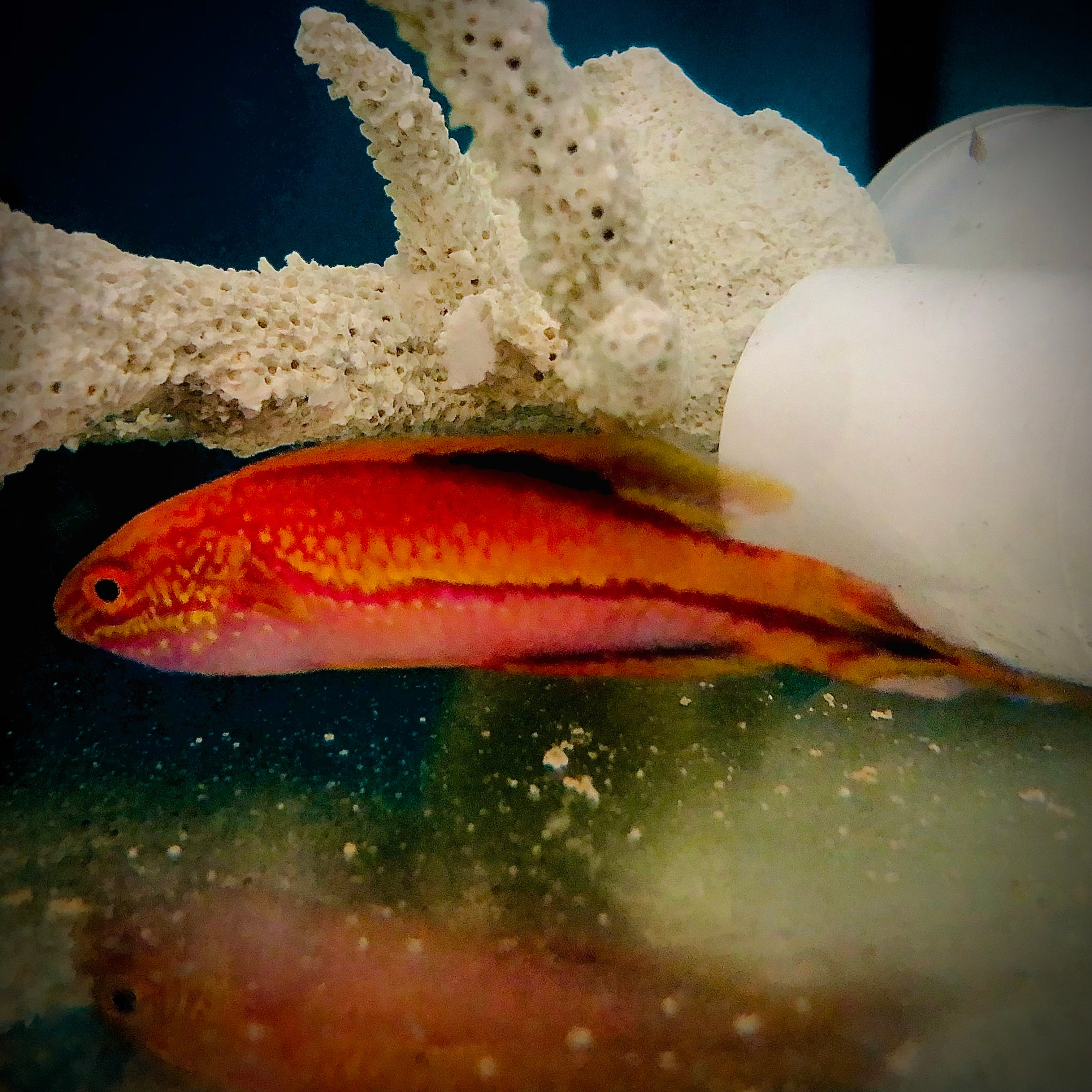 NEW ARRIVAL Aquarium Conditioned-Splendid Pintail Fairy Wrasse (Showy Male)