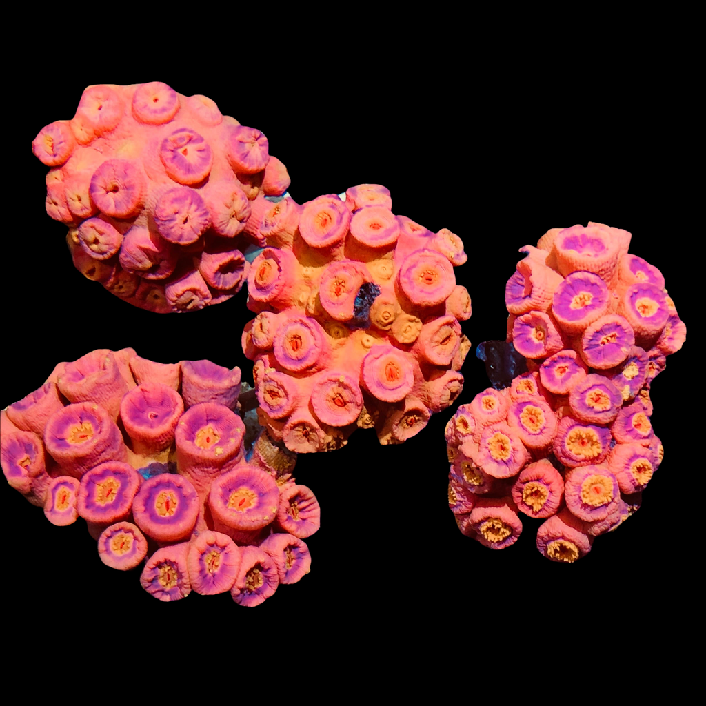 Australian Orange Sun Coral Colony-Tubastrea sp