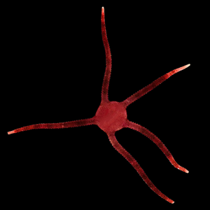 Ruby Serpent Starfish (Small Size)