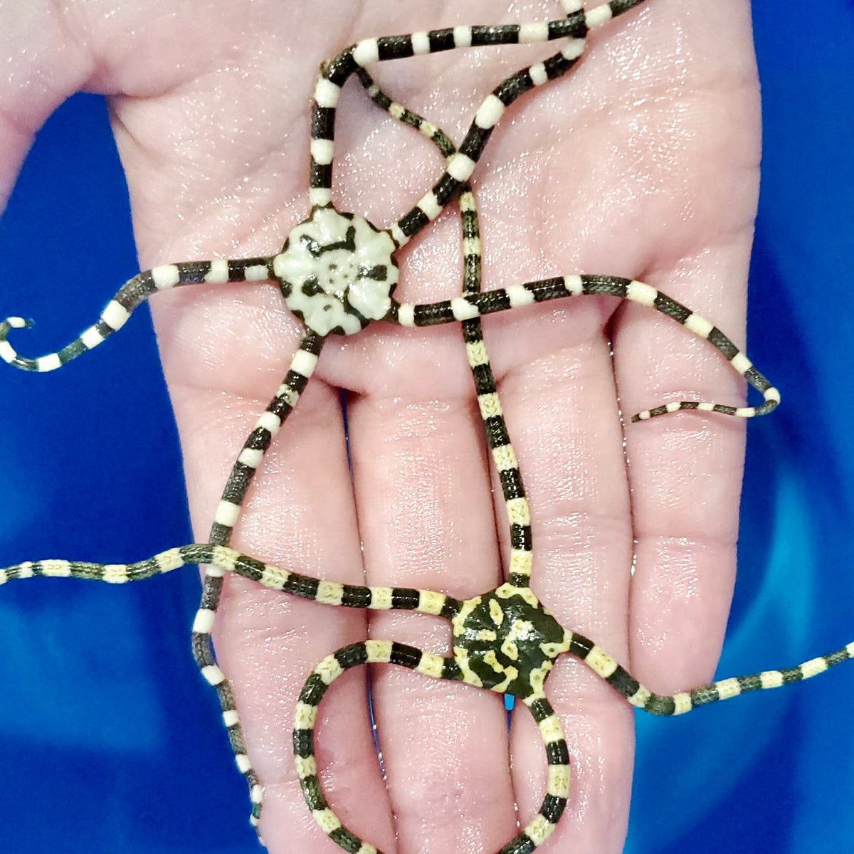 Harlequin Serpent Starfish (Popular) Alyssa's Seahorse Savvy