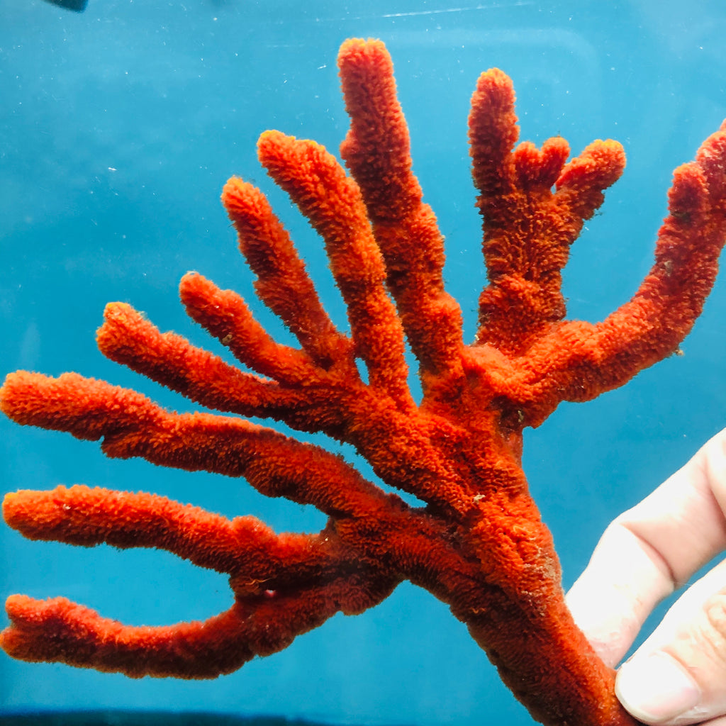 Red Branching Tree Sponge-(Great for Seahorse Hitching Posts)