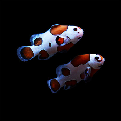 ORA Mocha Storm Oceallaris Clownfish-Single