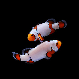 Premium Snowflake Ocellaris Clownfish Pair-Captive Bred