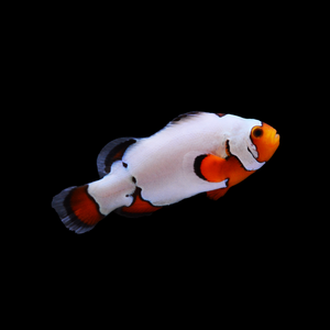 Premium Snowflake Ocellaris Clownfish Single-Captive Bred