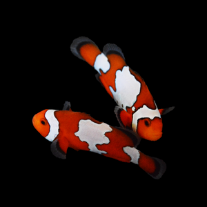 Snowflake Ocellaris Clownfish Single-Captive Bred